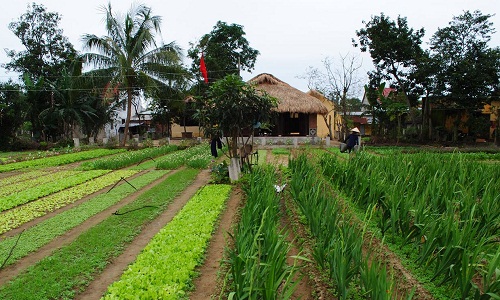 Làng trồng rau Trà Quế (Quảng Nam)